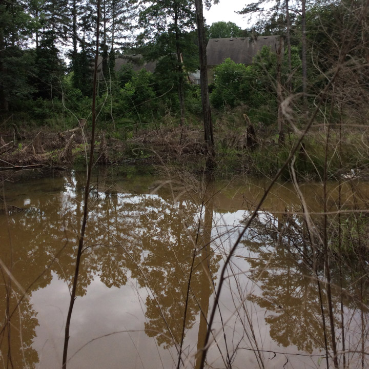 Beaver Trapping Removal Beaver Trapping Removal
