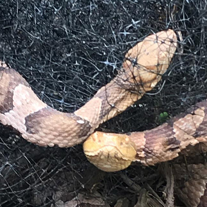 Emergency Snake Removal San Diego Trapping Home Exclusion Cleanup