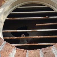 Pest Squirrel Problems